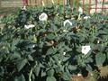 Datura arborea